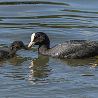 Buy canvas prints of A mother Coot feeding her baby chick by kathy white