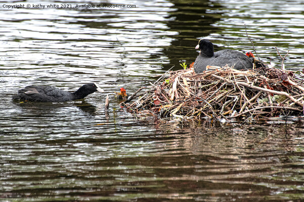  Baby Coot leaving the nest Picture Board by kathy white