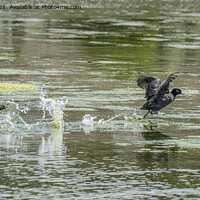 Buy canvas prints of Moorhen  chasing  a Coot on the water by kathy white
