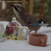 Buy canvas prints of Jay bird in the snow by kathy white