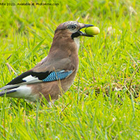 Buy canvas prints of Jay bird,  on the grass with a acorn by kathy white