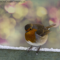 Buy canvas prints of  Robin, Red Breast  by kathy white