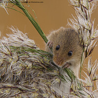 Buy canvas prints of Delicate Harvest Mouse on Wheat by kathy white
