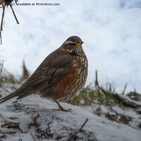Buy canvas prints of Redwing in the snow by kathy white