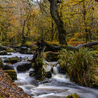 Buy canvas prints of Kennall Vale,Autumn in Cornwall by kathy white