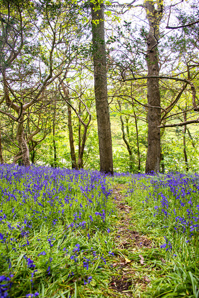  Path of Bluebells Picture Board by kathy white