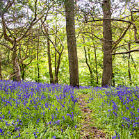 Buy canvas prints of  Path of Bluebells by kathy white