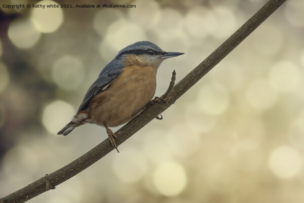 Nuthatch  Picture Board by kathy white
