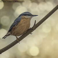 Buy canvas prints of Nuthatch  by kathy white