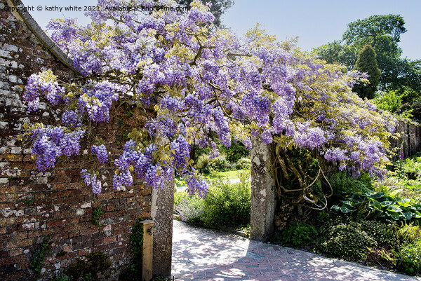 wisteria of Heligan Picture Board by kathy white