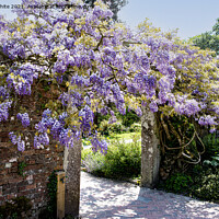 Buy canvas prints of wisteria of Heligan by kathy white