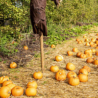 Buy canvas prints of Pumpkin field, scarecrow  by kathy white