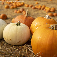 Buy canvas prints of The Pumpkin field  by kathy white
