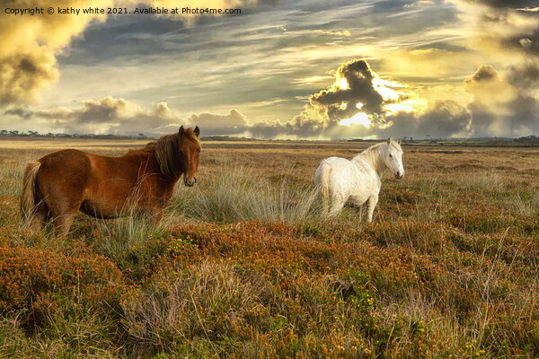 sunset,grazing ponies Picture Board by kathy white