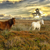 Buy canvas prints of sunset,grazing ponies by kathy white