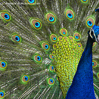 Buy canvas prints of Magnificent Peacock Display by kathy white