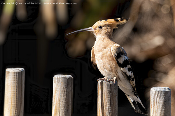 Hoopoe sitting on a fence Picture Board by kathy white