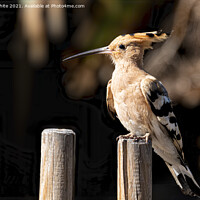 Buy canvas prints of Hoopoe sitting on a fence by kathy white