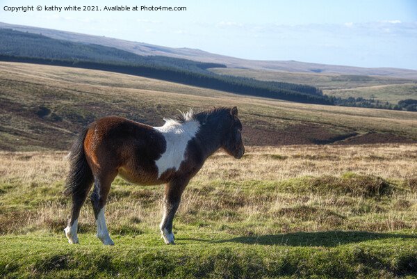 Dartmoor pony Picture Board by kathy white