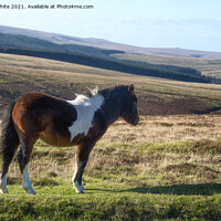 Buy canvas prints of Dartmoor pony by kathy white