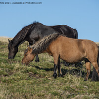 Buy canvas prints of Two Dartmoor ponies by kathy white