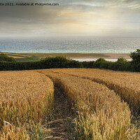 Buy canvas prints of Cornwall sunset,wheat fields at low bar Cornwall by kathy white