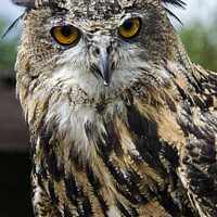 Buy canvas prints of Eagle Owl European by kathy white