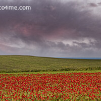 Buy canvas prints of A field of red poppies at sunset by kathy white
