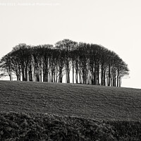 Buy canvas prints of Nearly Home Trees, Coming home trees, Cornwall trees Cookworthy  by kathy white