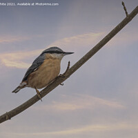 Buy canvas prints of Nuthatch,  by kathy white