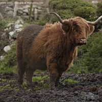 Buy canvas prints of Majestic Highland Cattle Grazing in Muddy Fields by kathy white