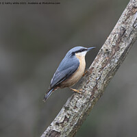 Buy canvas prints of Nuthatch,British garden and woodland bird by kathy white