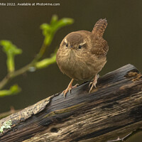 Buy canvas prints of The Adorable Wren by kathy white