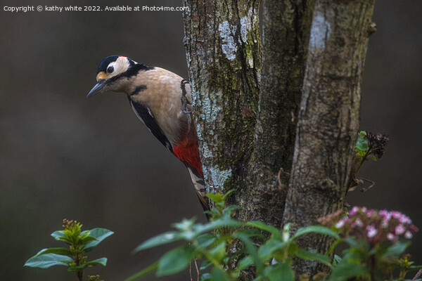 Great spotted woodpecker  Picture Board by kathy white