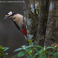 Buy canvas prints of Great spotted woodpecker  by kathy white
