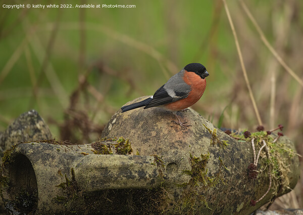  bullfinch Picture Board by kathy white