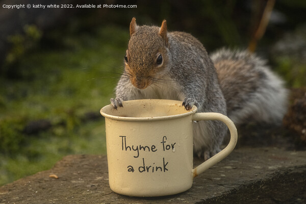 grey squirrel,time for tea Picture Board by kathy white