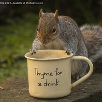 Buy canvas prints of grey squirrel,time for tea by kathy white