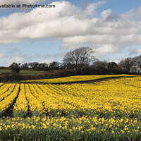 Buy canvas prints of Field of daffodils by kathy white