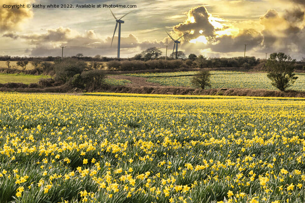 Cornish Daffodils, fields at sunrise Picture Board by kathy white