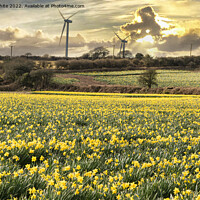 Buy canvas prints of Cornish Daffodils, fields at sunrise by kathy white