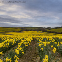 Buy canvas prints of Cornish Daffodils fields by kathy white