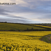 Buy canvas prints of Daffodils fields,Cornwall by kathy white