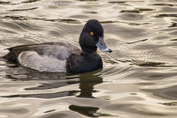 lesser scaup duck Picture Board by kathy white