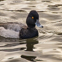 Buy canvas prints of lesser scaup duck by kathy white