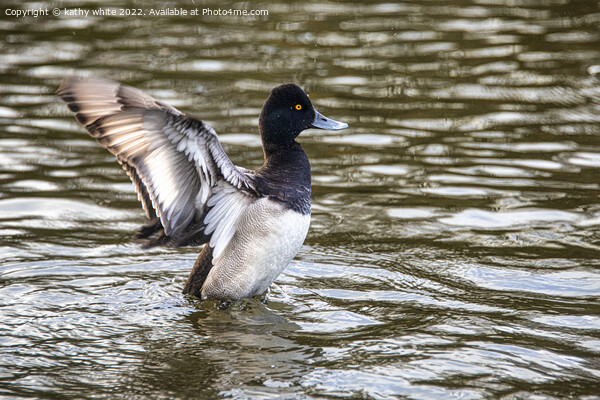 The lesser scaup  duck Picture Board by kathy white