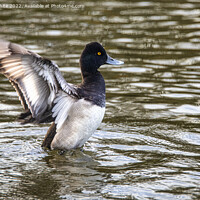 Buy canvas prints of The lesser scaup  duck by kathy white