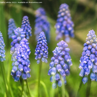 Buy canvas prints of Grape hyacinth spring wildflower by kathy white