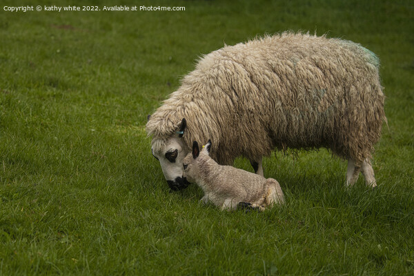 Kerry Hill sheep with her baby lamb Picture Board by kathy white
