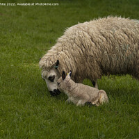 Buy canvas prints of Kerry Hill sheep with her baby lamb by kathy white